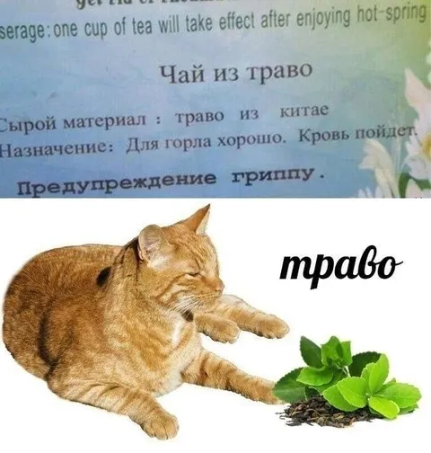 Кот и чай из траво