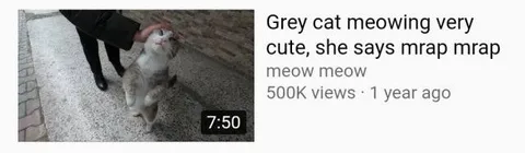 Grey Cat Says Mrap Mrap