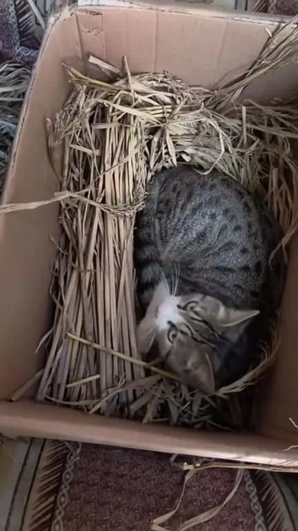 Кот в коробке с соломой
