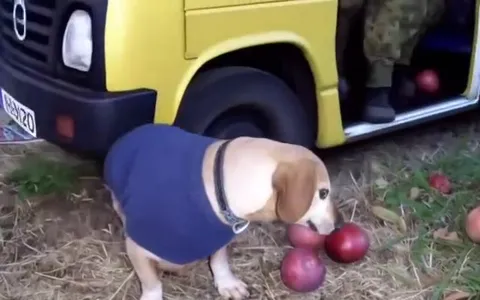 Собака уезжает с яблоками