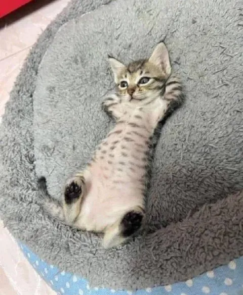 Котёнок лежит на спине