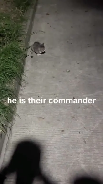 The Cat Is Their Commander