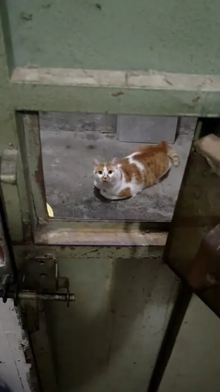 Кот за дверцей