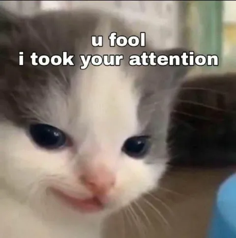 Cute Cat Took Your Attention