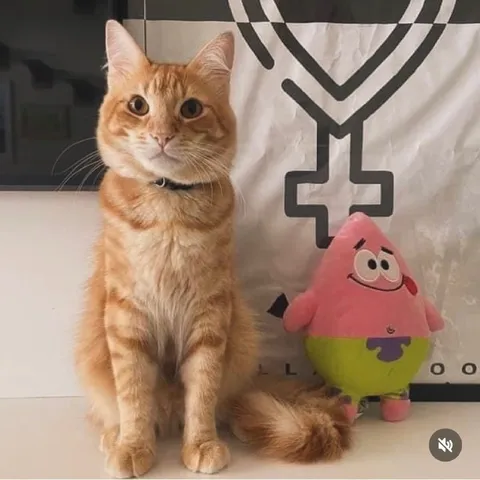 Кот и Патрик стоят рядом