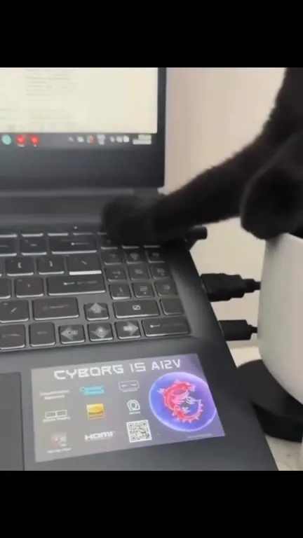 Cat Tries to Use Laptop