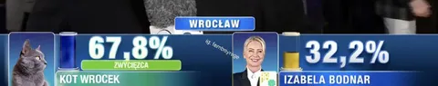 Kot Wrocek wygrywa wybory