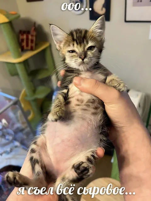 Кот съел всё сырое