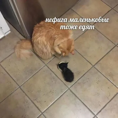 Маленьковые тоже едят
