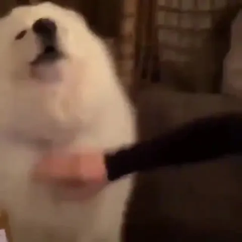 Пёс кайфует от почесываний