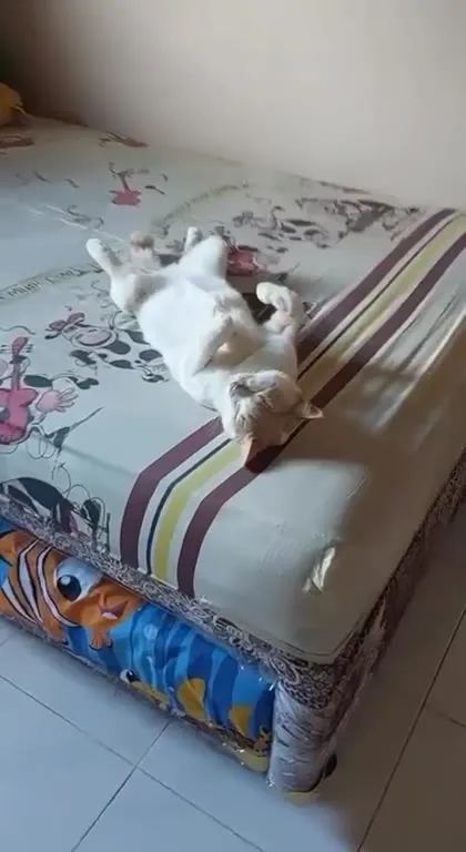 Кот кайфует и храпит