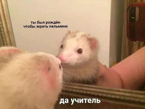 Ты был рождён чтобы жрать пельмени