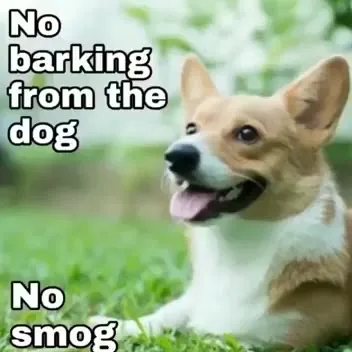Corgi Had a Good Day