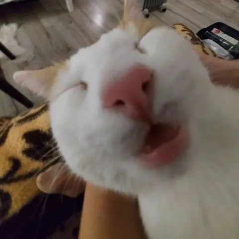 Кот крупным планом