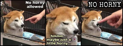 No Horny Shiba Inu