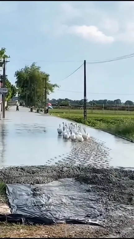 Geese Heading to the Disco