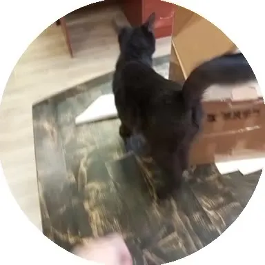 Кот исследует стол