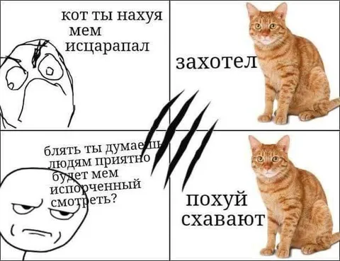 Кот исцарапал мем