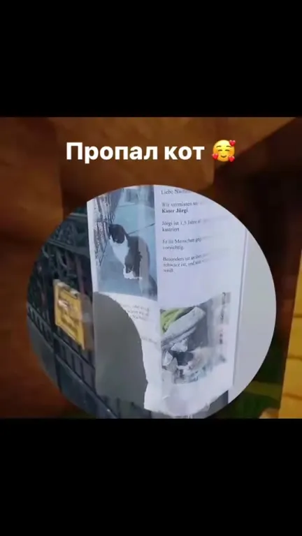 Пропал кот, а он сидит