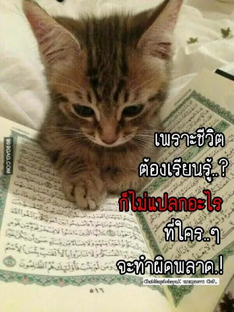 แมวเรียนคัมภีร์อัลกุรอาน
