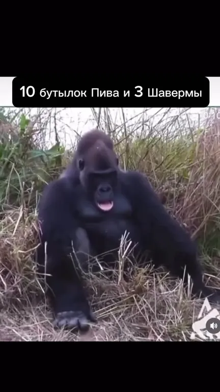 Десять бутылок пива и три шаурмы