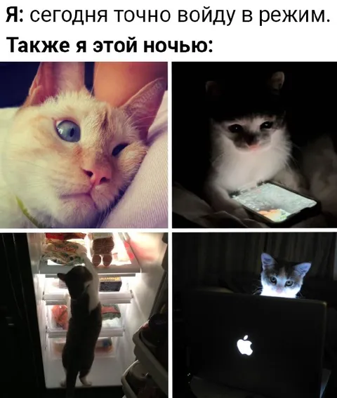 Кот не может уснуть