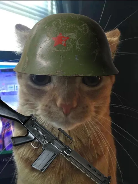 Кот-солдат в каске