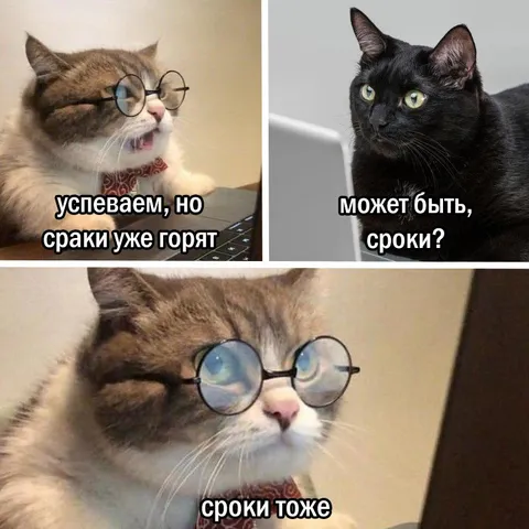 Кот и горящие сроки
