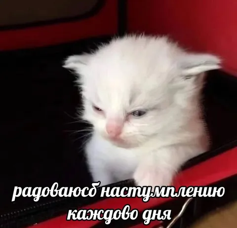 Радуюсь наступлению каждого дня