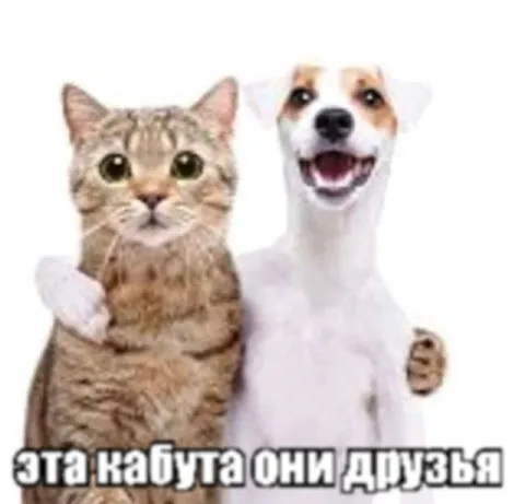 Кот и собака — друзья