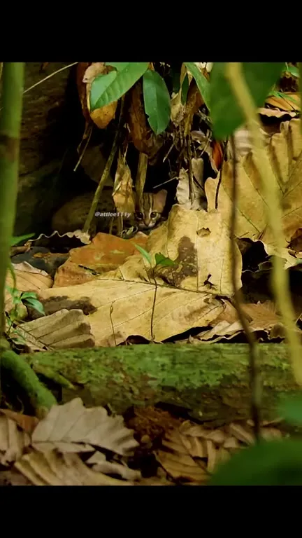 Rusty Spotted Cat in the Jungle