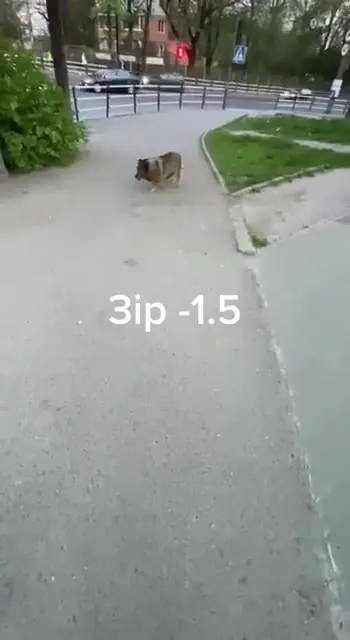 Кабан в центре города