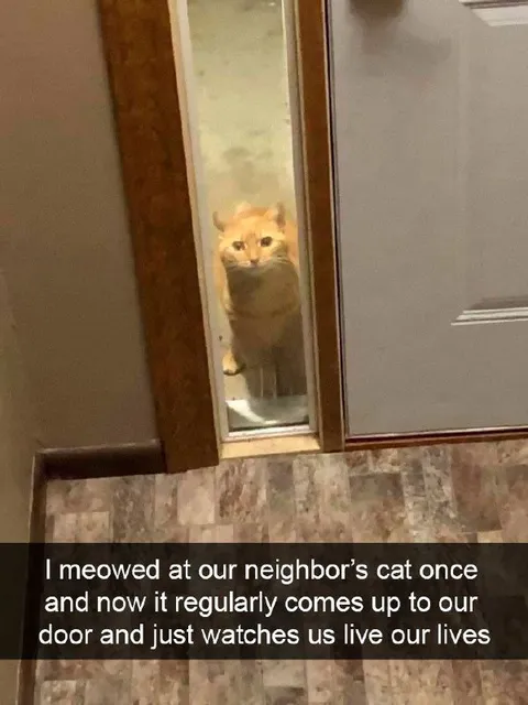 Neighbor's Cat Watches Us