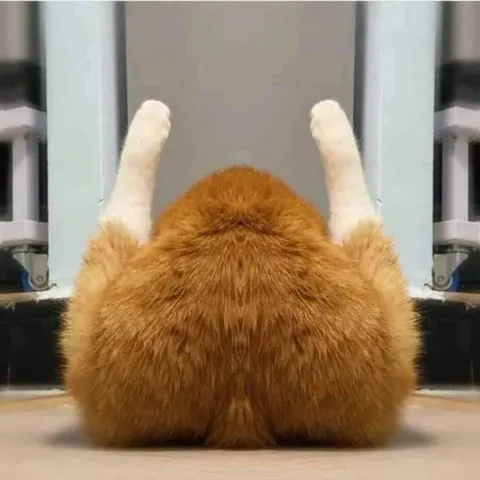 Пушистый рыжий кот сзади