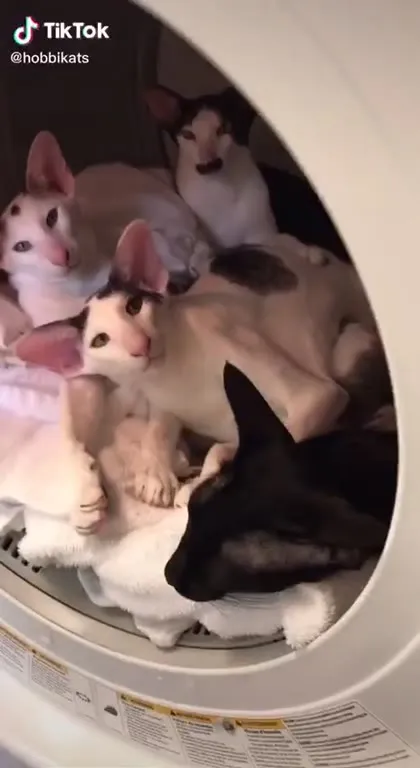 Кошки в сушильной машине