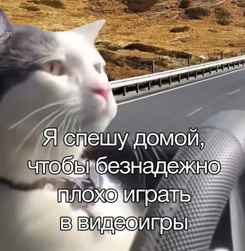 Кот спешит домой играть