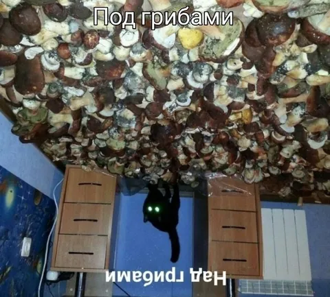 Кот под грибами