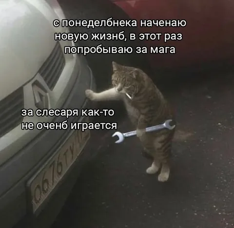 Кот пытается стать магом
