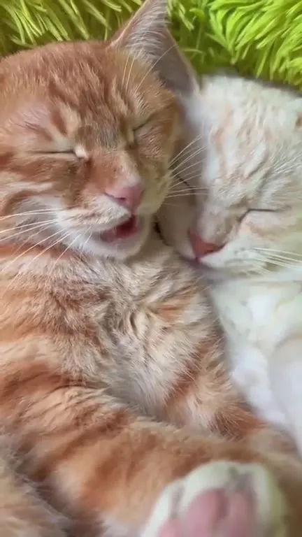 Котята нежно спят вместе