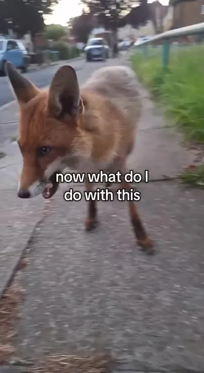 Fox Keeps Getting Cheese