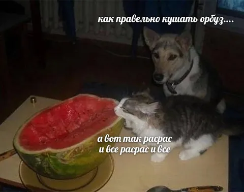 Как правильно кушать арбуз