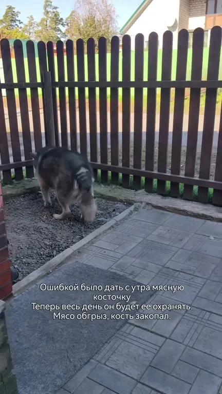 Пёс охраняет закопанную косточку