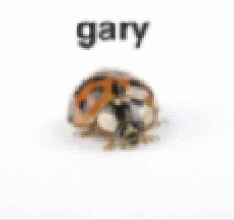 Gary Mushroom