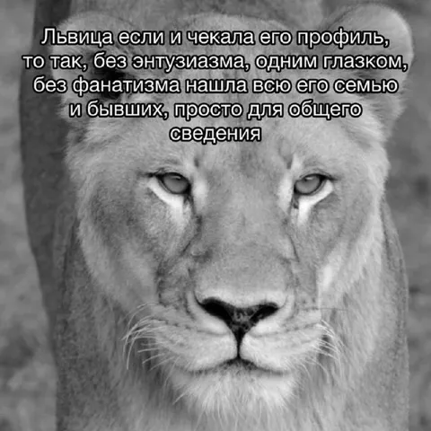 Львица проверяет его профиль