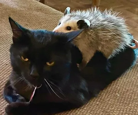 Чёрный кот и опоссум