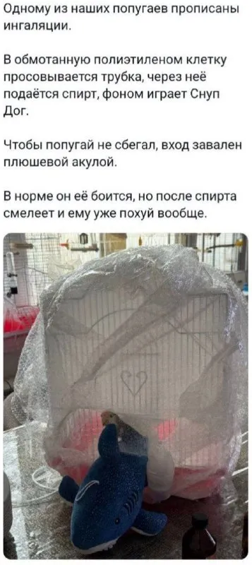 Попугай и плюшевая акула