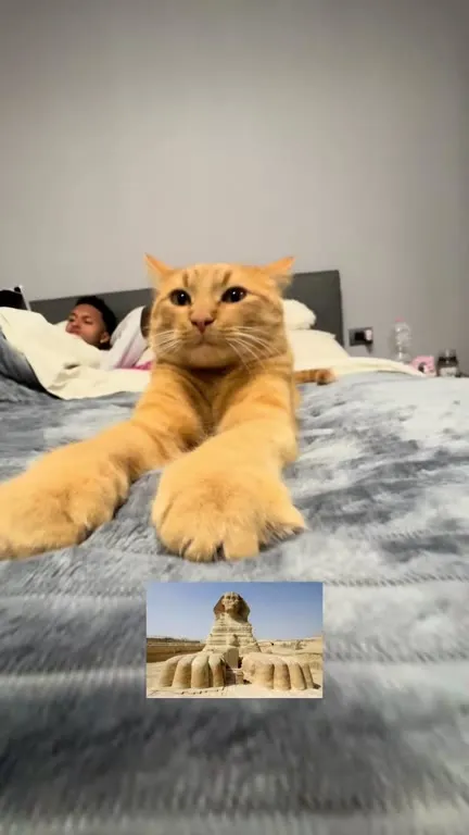 Кот-Сфинкс под Arabian Nights