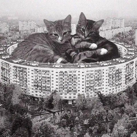 Котята на панельном доме