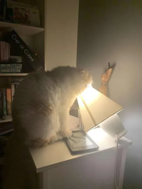 Chat devant la lampe