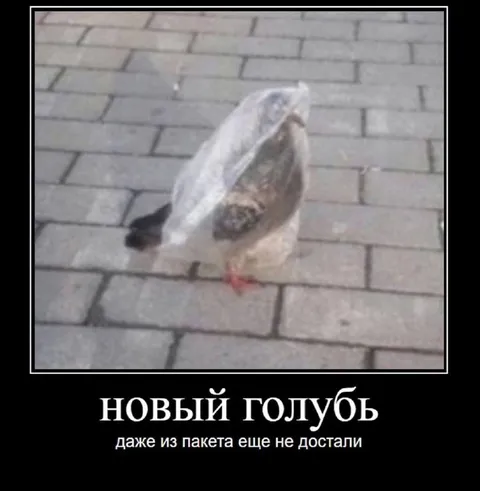 Новый голубь из пакета